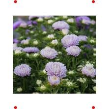 Calperia Lavanta Renkli Aster Kasımpatı Tohumu (20 Adet)
