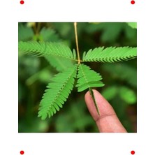 Calperia Merak Uyandıran Küstüm Çiçeği Tohumu