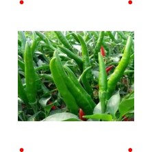 Calperia Doğal Cin Biberi Tohumu