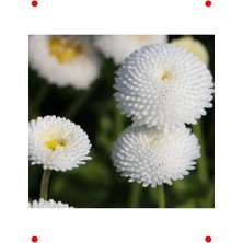 Calperia Beyaz Şeker Tabağı Tohumu ( Hibrit) - 50 Adet