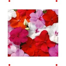 Calperia Karışık Renk Cam Güzeli Tohumu (10 Adet)