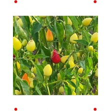 Calperia Yuvarlak Süs Biber Tohumu (3 Gr) - Renkli Dekorasyon