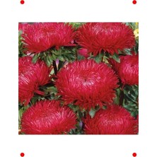 Calperia Kırmızı Aster Kasımpatı Tohumu (20 Adet)