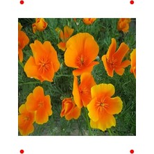 Calperia Acem Lalesi Çiçeği Tohumu (100+ Adet)