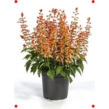 Calperia Bodur Ateş Çiçeği Tohumu Somon Renk (Çok Çiçekli) - 15 Adet