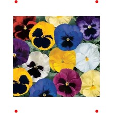 Calperia Karışık Renk Iri Çift Renkli Hercai Menekşe Tohumu - 10 Adet