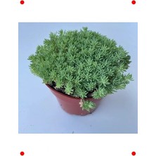 Calperia Iri Damarlı Sedum Sukulent Tohumu (15)