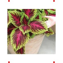 Calperia Niş Yaprak Kırmızı Yeşil Yaprak Güzeli Tohumu (20 Adet)