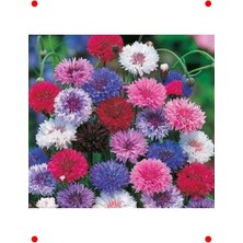 Calperia Saray Patı Çiçeği Tohumu