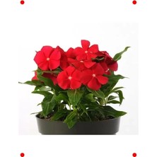Calperia Kırmızı Rozet Çiçeği Tohumu (Çok Çiçekli) - 15 Adet