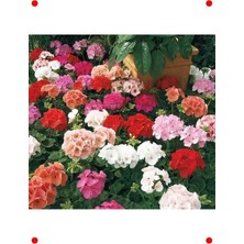 Calperia Büyük Top Çiçekli Karışık Renk Sardunya Tohumu