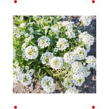Calperia Alyssum Beyaz Renk Tohumları - 250 Adet