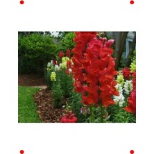 Calperia Ateş Kırmızı Uzun Aslan Ağzı Tohumu (25 Adet)