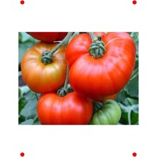 Calperia Doğal Marmande Domates Tohumu