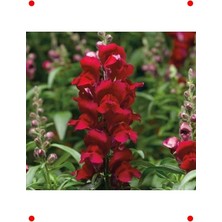 Calperia Kırmızı Aslanağzı  Tohumu (30 Adet)