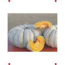 Calperia Arıcan 97 Kabak Tohumu (10 Gr)