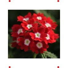 Calperia Sarkan Ne Çiçeği Tohumu Kırmızı Beyaz Nokta - 10 Adet