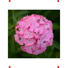 Calperia Pembe Tek Katlı Uzun Karanfil Tohumu (5 Adet)