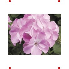 Calperia Pembe Sardunya Çiçeği Tohumu (10 Adet)