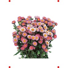 Calperia Pembe Kasımpatı  Tohumu (15 Adet)