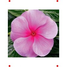 Calperia Çok Çiçekli Rozet Tohumu - Fuşya Renk (15 Adet)