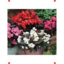 Calperia Karışık Renkli Şeker Bnya Tohumu (40 Adet)