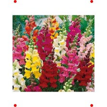 Calperia Karışık Uzun Bahçe Aslanağzı  Tohumu (30 Adet)