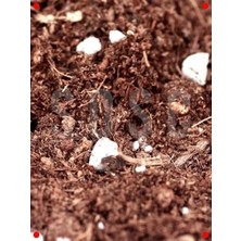 Calperia Özel Bitki Toprağı Karışımı 3 Lt