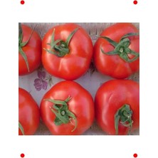 Calperia Salkım Domates Tohumu - Taze ve Bol Verimli
