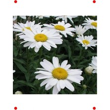 Calperia Bodur Alman Kalıcı Beyaz Papatya Tohumu - 5 Adet