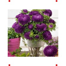 Calperia Mor Aster Kasımpatı (Krizantem) - 20 Tohum