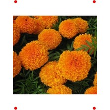 Calperia Turuncu Kokulu Iri Kadife Çiçeği  Tohumu - 15 Adet