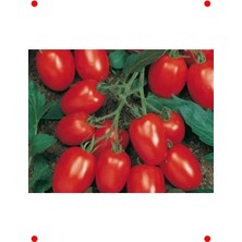 Calperia Doğal Salçalık Domates Tohumu