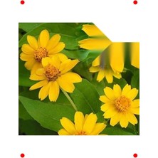 Calperia Bodur Madalyon Çiçeği  Tohumu (10 Adet)