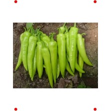 Calperia Yalova Biber Tohumu - 10 gr