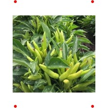 Calperia Yukarıbakan Süs Biberi Tohumu - 3 gr - Dekoratif