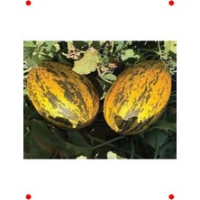 Calperia Kırkağaç Tipi Kavun Tohumu (10 Gr)