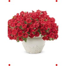 Calperia Kırmızı Iri Çiçekli Bodur Petunya Tohumu - 15 Adet