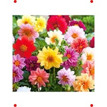 Calperia Nyon Yıldız Çiçeği Tohumu