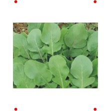 Calperia Roka Tohumu (10 Gr)