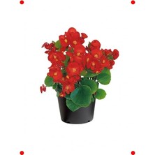 Calperia Şeker Bnya Tohumu - Kırmızı Iri Çiçek (25 Adet)