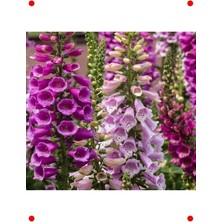 Calperia Digitalis Tohumu Karışık Renkler - 550 Adet