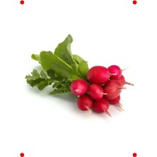 Calperia Fındık Turp Tohumu - Çıtır ve Hızlı Hasat