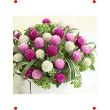 Calperia Karışık Renk Iri Medine Düğmesi - 20 Tohum