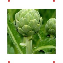 Calperia Enginar Tohumu (3 Gr) - Lezzetli ve Faydalı