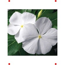 Calperia Saf Beyaz Rozet Çiçeği Tohumu (15 Adet)