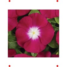 Calperia Pembe Beyaz Rozet Çiçeği Tohumu (15 Adet)