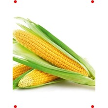 Calperia Tatlı Mısır Tohumu - Şeker Tadında Tane Mısırlar