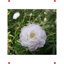 Calperia Duble Katlı Beyaz Ipek Çiçeği Tohumu (25 Adet)