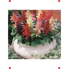 Calperia Iri Çiçekli Bodur Ateş Çiçeği Tohumu - Karışık Renk